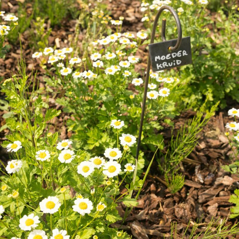 BF Tuin Aalbeke 024 low